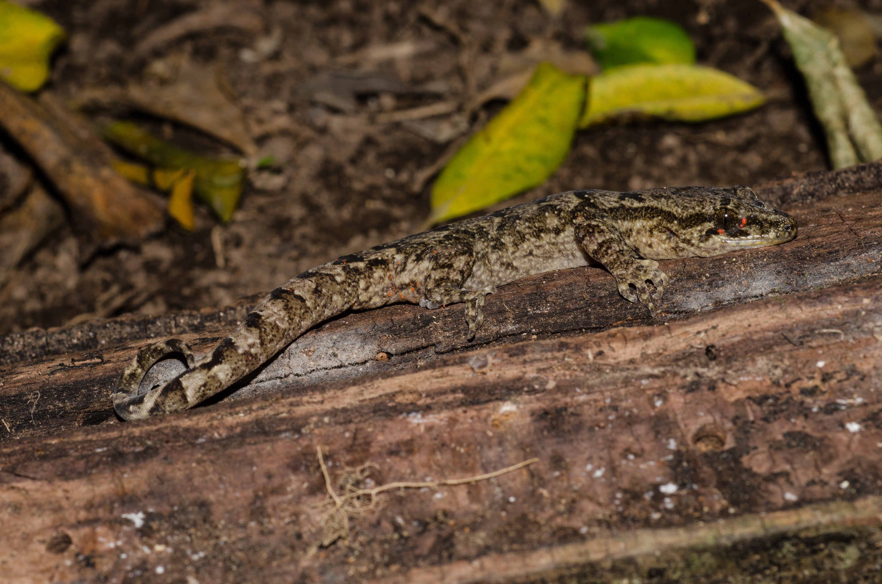 DSC_6000 – Pacific, gecko, Dactylocnemis, pacificus, lizard, poor, knights, islands, Crispin, reptiles, amphibians, rare, cold, blood, new, new zealand, zealand, nz
